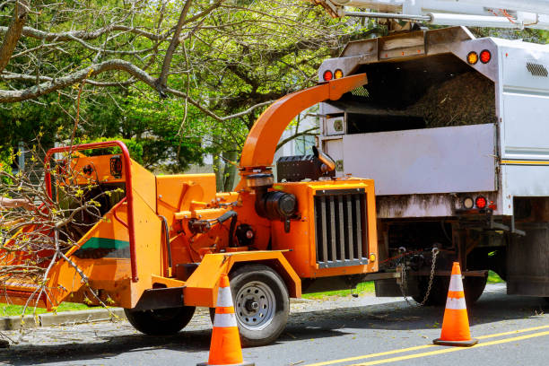 Trusted Falmouth, VA Tree Services Experts