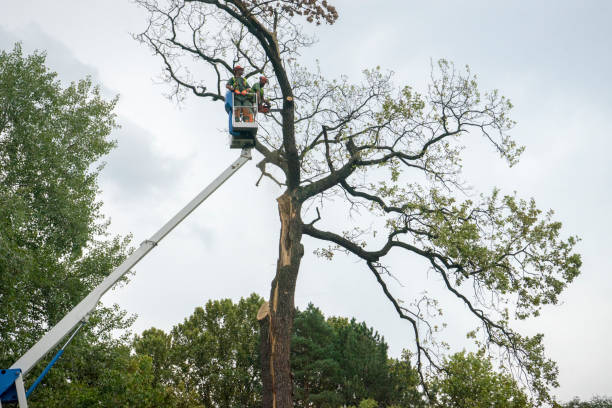 How Our Tree Care Process Works  in  Falmouth, VA