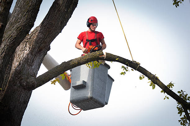 Best Emergency Tree Removal  in Falmouth, VA